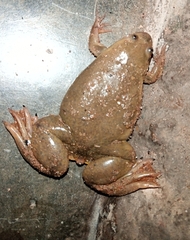 Xenopus victorianus