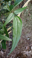 Jasminum urophyllum