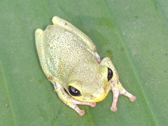 Hyperolius viridiflavus