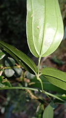 Jasminum urophyllum