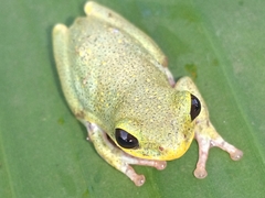 Hyperolius viridiflavus