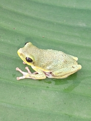 Hyperolius viridiflavus