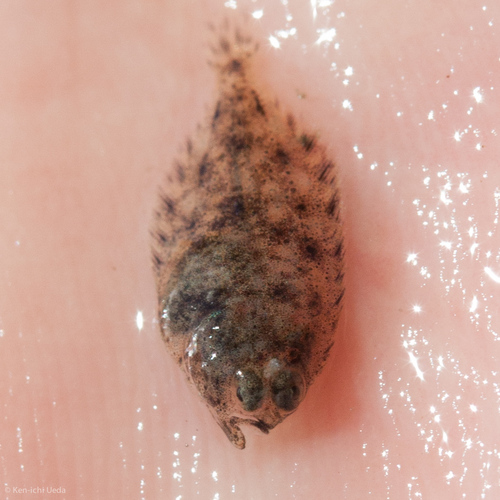 Pleuronectidae