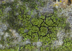 Scoliciosporum chlorococcum