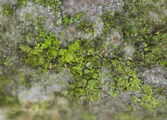 Scoliciosporum chlorococcum