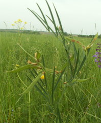 Lathyrus pannonicus collinus