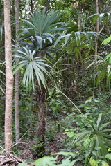 Cryosophila stauracantha