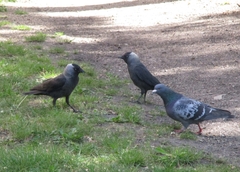 Corvus monedula