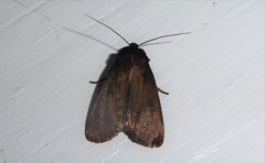 Bityla defigurata