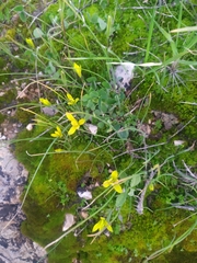 Gagea chlorantha