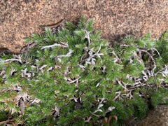 Selaginella dregei