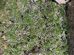Selaginella dregei