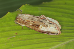 Truncaptera meridionalis