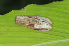 Truncaptera meridionalis