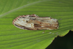 Truncaptera meridionalis