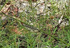 Myrmeleon erythrocephalus