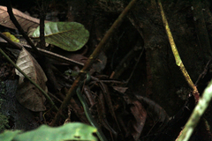 Hapsidophrys lineatus