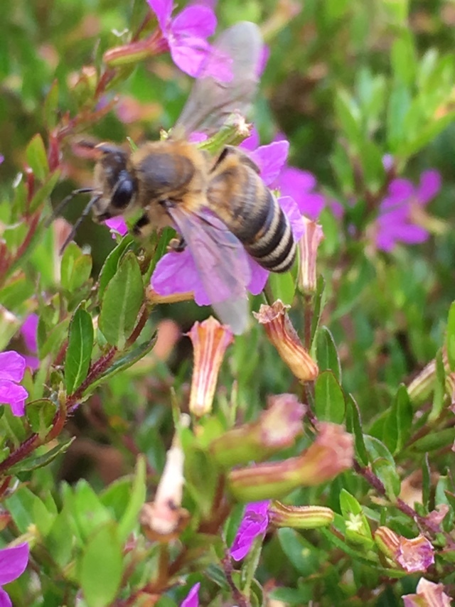 Western Honey Bee from Parc national de La Réunion, La Réunion, RE on ...