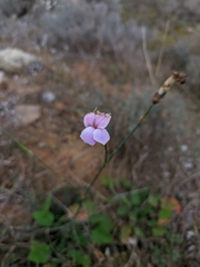 Dianthus caryophyllus