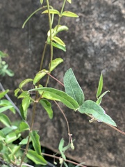 Decorsea galpinii