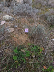 Dianthus caryophyllus