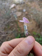 Dianthus caryophyllus