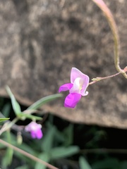Decorsea galpinii