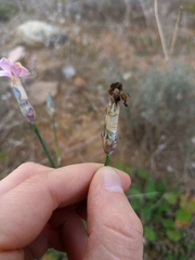 Dianthus caryophyllus