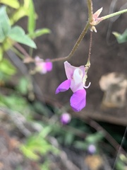 Decorsea galpinii