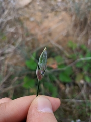 Dianthus caryophyllus