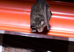 Rhinolophus megaphyllus