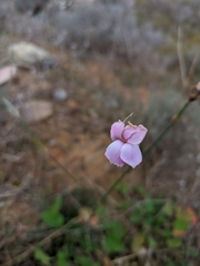 Dianthus caryophyllus