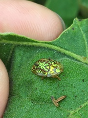 Conchyloctenia hybrida