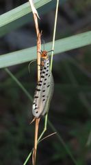 Myrmeleon erythrocephalus