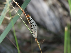 Myrmeleon erythrocephalus