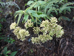 Microglossa pyrifolia