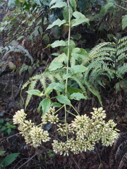 Microglossa pyrifolia