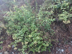 Microglossa pyrifolia