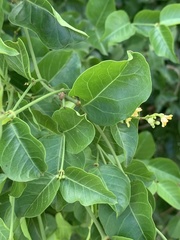Secamone parvifolia