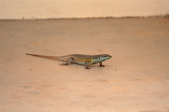 Trachylepis quinquetaeniata