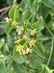 Secamone parvifolia