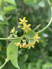 Secamone parvifolia