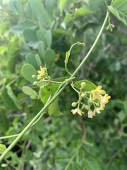 Secamone parvifolia