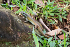 Trachylepis quinquetaeniata