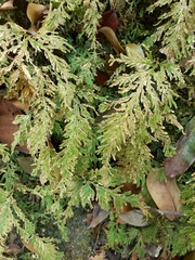 Selaginella delicatula