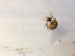 Dipoena melanogaster