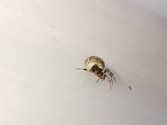 Dipoena melanogaster