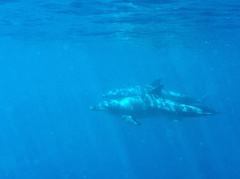 Tursiops aduncus