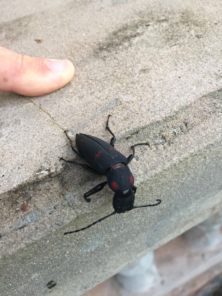 Zophobas maculicollis