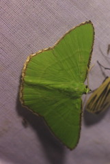 Ornithospila succincta